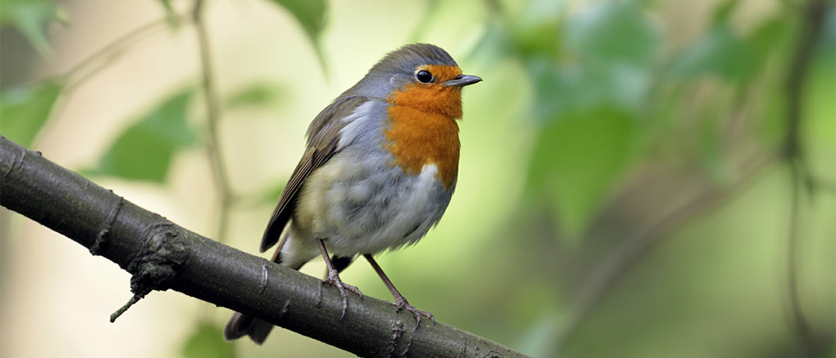 Your complete guide to creating a thriving, bird-friendly garden
