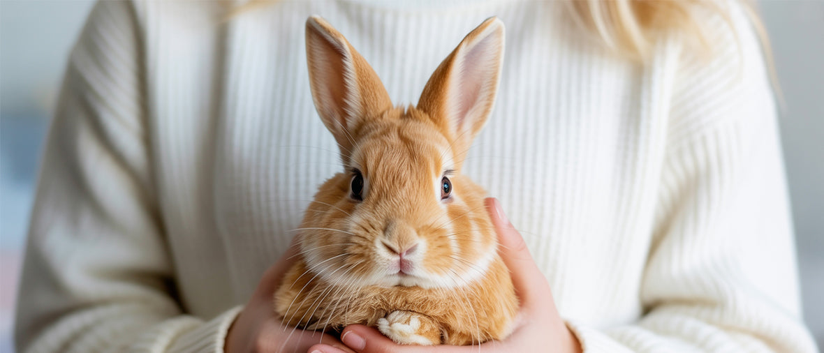 The ultimate guide to a happy bunny